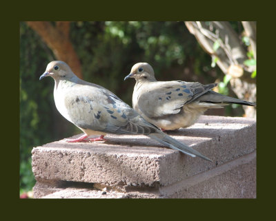 Mourning Doves01.JPG