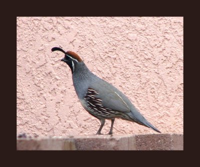 Quail02.JPG