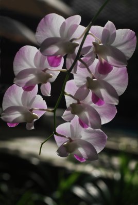 Orchidea 3