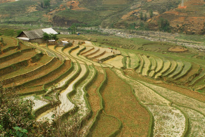 Rice fields 2
