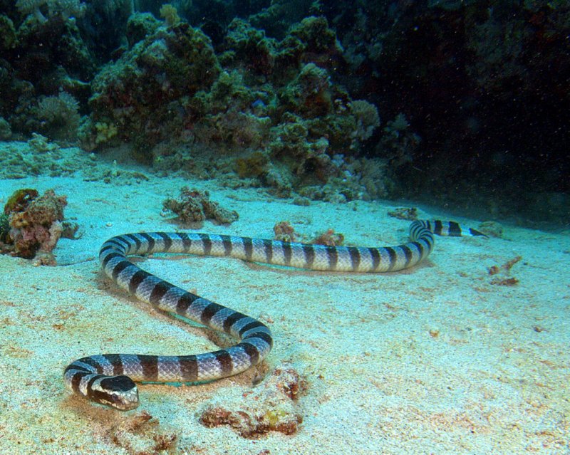 Sea Snake.jpg