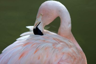 Faces of Caldwell Zoo