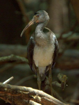 White Ibis immature
