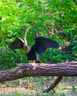 Anhinga Cormorant female