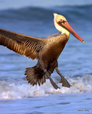 Brown Pelican in breeding plumage