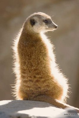 illuminated meerkat.jpg