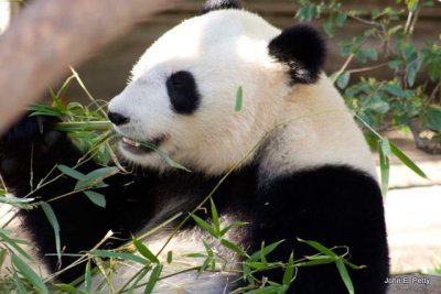 Panda mealtime.jpg
