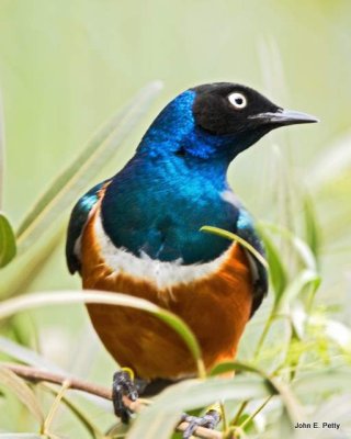 Superb Starling