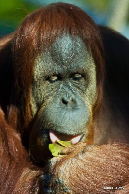 Leaf eating orangatang.jpg