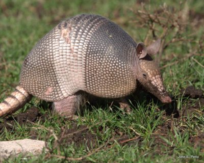 Nine-banded armadillo