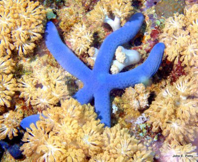 Blue Linckia Sea Star 0668 .jpg