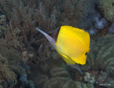 Long Nosed Butterfly Fish IMG_1321.jpg