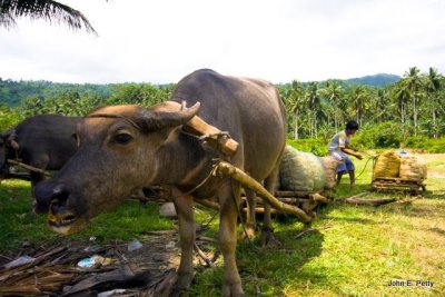 Buffalo with coconutsIMG_3851.jpg