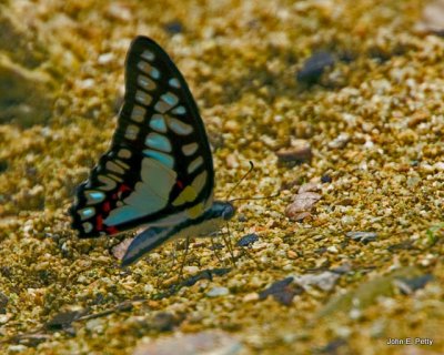 BW butterflyIMG_3919.jpg