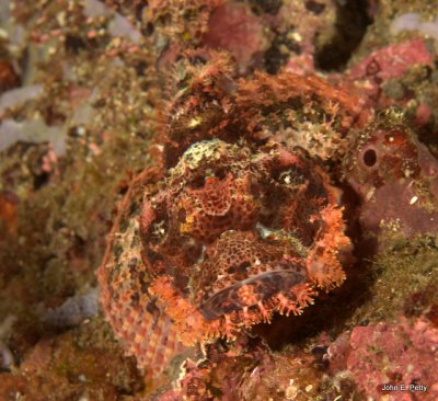 Scorpionfish - Camouflaged IMG_1846.jpg