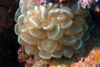 Bubble Coral IMG_1977.jpg