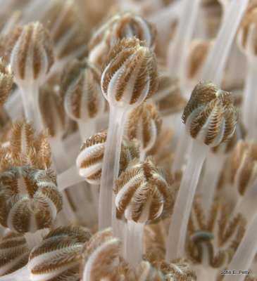 Xenia Coral Polyps.jpg