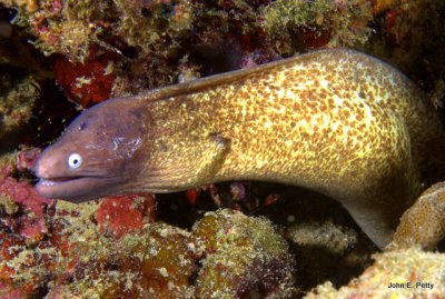 White-eyed Moray Eel IMG_2963.jpg