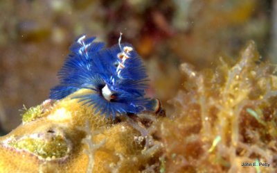 Blue Christmas Tree Worm IMG_2858.jpg