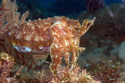 Cuttlefish IMG_2713.jpg