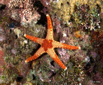 Orange Marble Sea Star IMG_2755.jpg