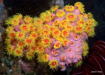 Orange Sun Coral 100419_0564.jpg