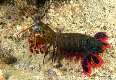 Mantis Shrimp 100421_0132.jpg