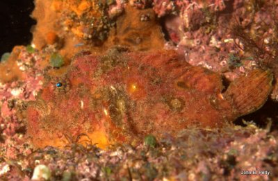 Frogfish 100422_9659.jpg
