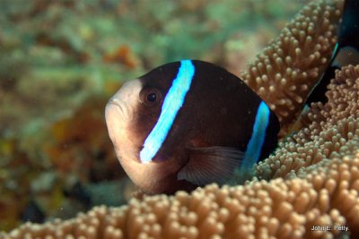 Clown Anenomefish100424_9470.jpg