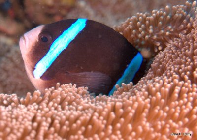 Clown Anenomefish 100424_9472.jpg