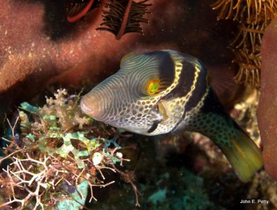 Crowned Toby Pufferfish 100424_9482.jpg