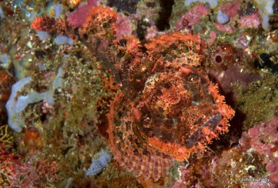 Scorpionfish 100424_9507.jpg