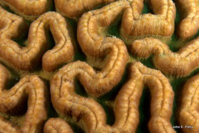 Brain Coral 100424_9530.jpg
