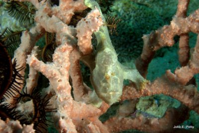 Camouflaged green frogfish 100426_1177.jpg