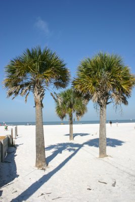 Palms on Clearwater Beach