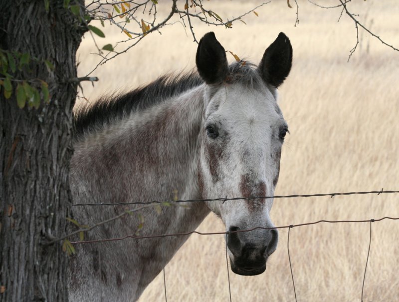 Old Gray