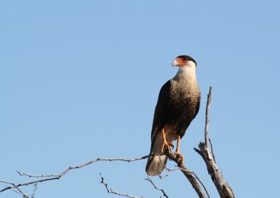 Northern Caracara