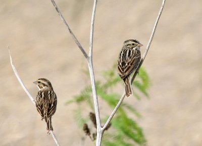 Savannah Sparrows, Estero Grande NWR
