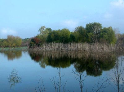 Bird Pond Reflected