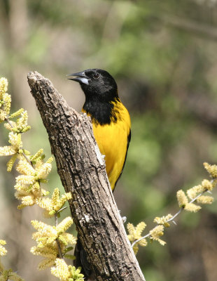 Audubon Oriole