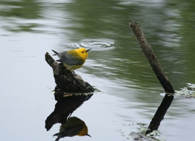 Prothonotary Warbler, Paradise Pond