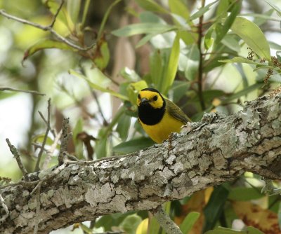 Hooded Warbler, Packery Channel
