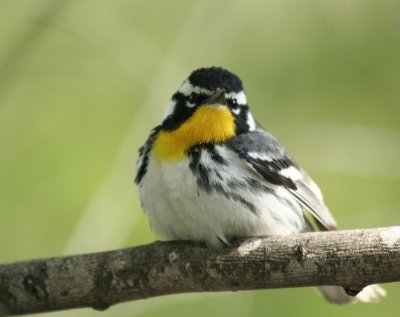 Yellow-throated Warbler, Paradise Pond