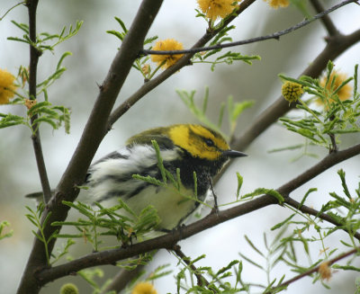 Black-throated Green Warbler, Birding Center