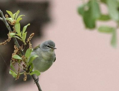 Tennessee Warbler, Packery Channel