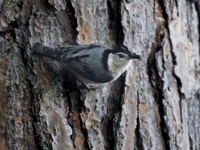 White-breasted Nuthatch