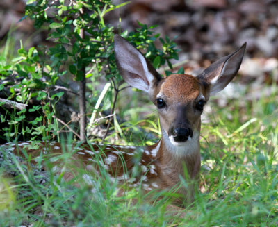 White-tailed Deer Fawn, Northern Bexar County