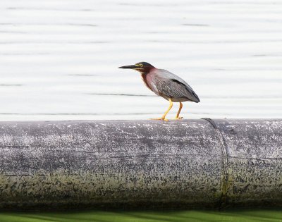 Green Heron