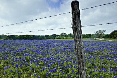 Bluebonnets and Post