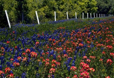 Texas Bluebonnets